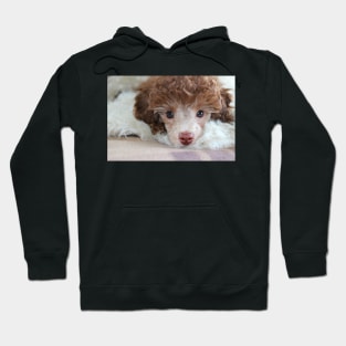 Toy Poodle Puppy Hoodie